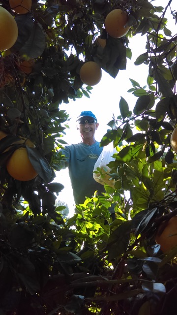 Picking Fruit in Riverside