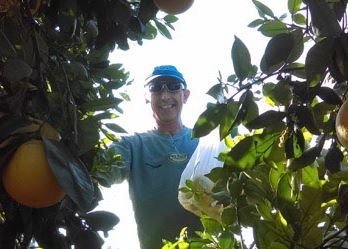 Picking Fruit in Riverside